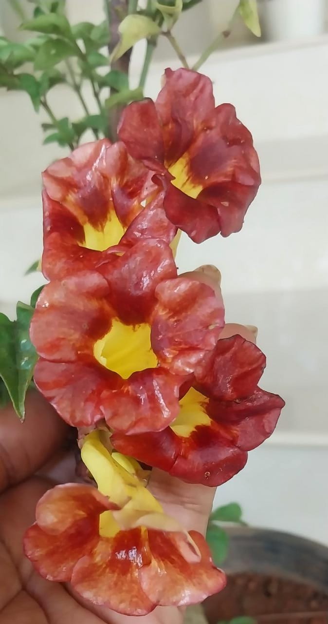 Tecoma Gold Imported ( Campsis x Tagliabuana)