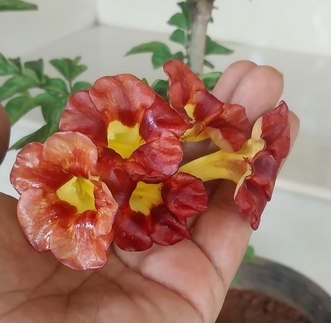 Tecoma Gold Imported ( Campsis x Tagliabuana)