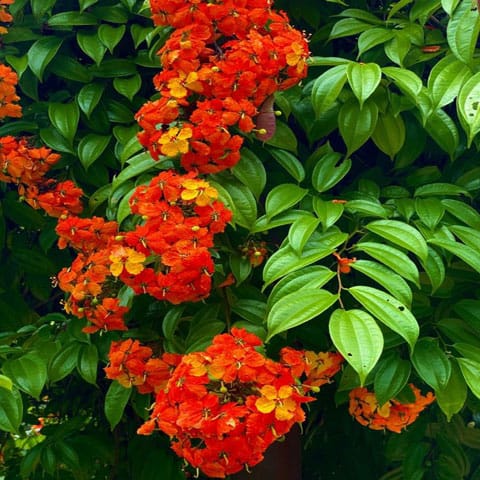 Bahunia coccinea/Phanera coccinea/ Coccinea vine