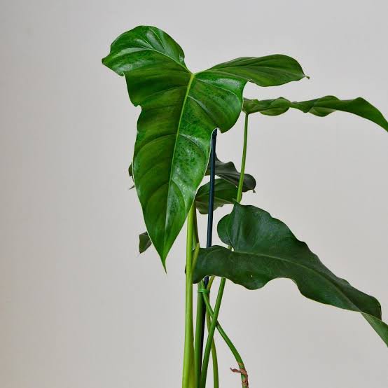 Philodendron Jennifer