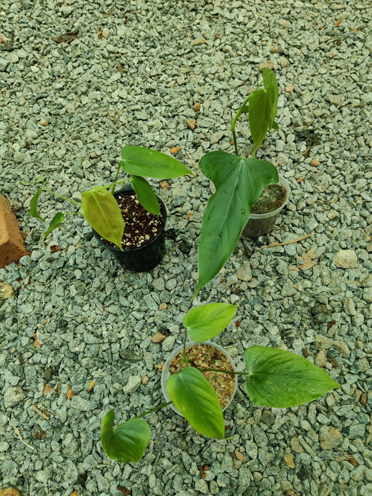 Philodendron Balaoanam