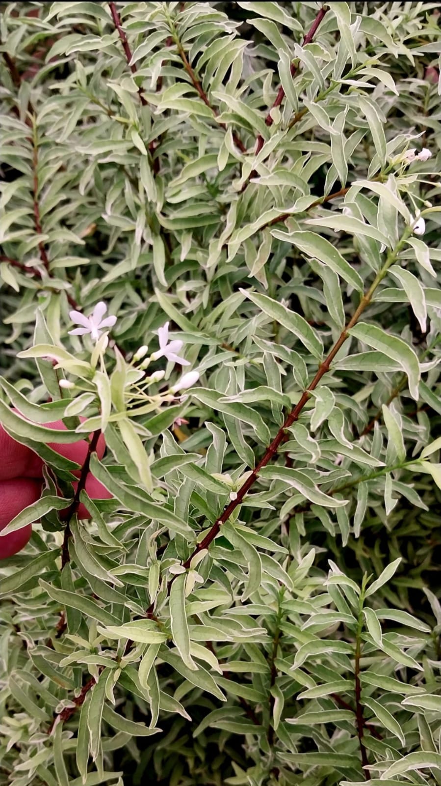 Variegated Wrightia Vietnamensis