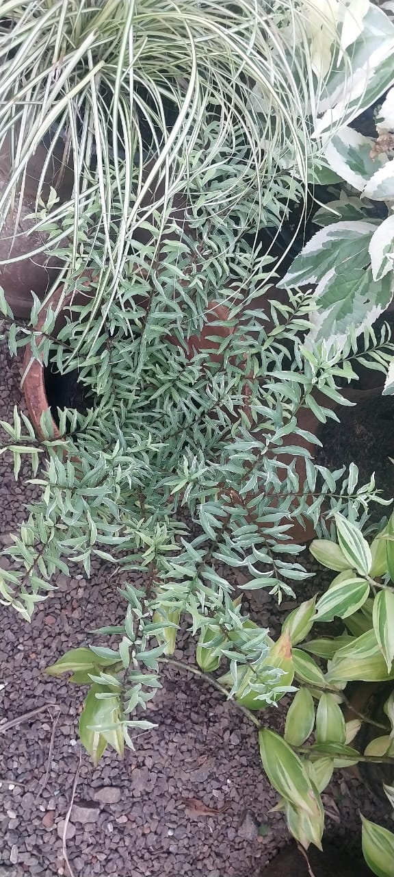 Variegated Wrightia Vietnamensis