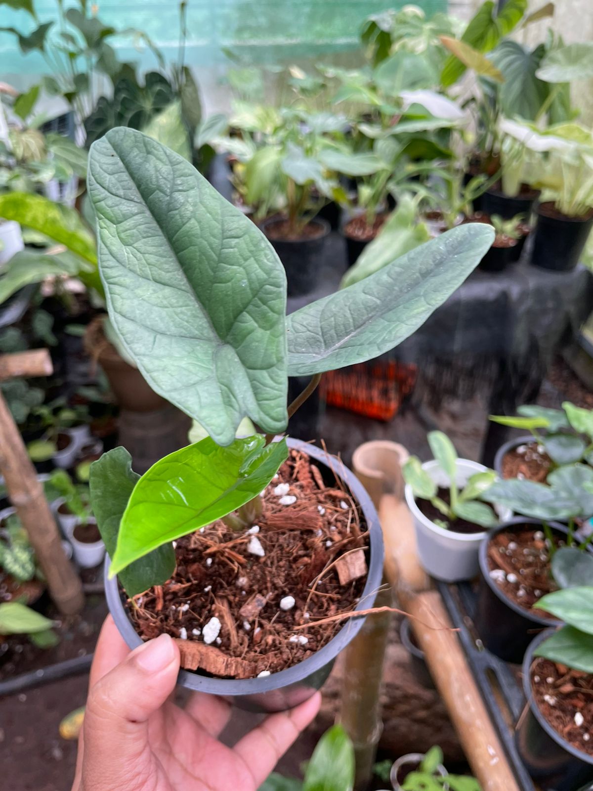 Alocasia Scalprum Tuber 'Medium'