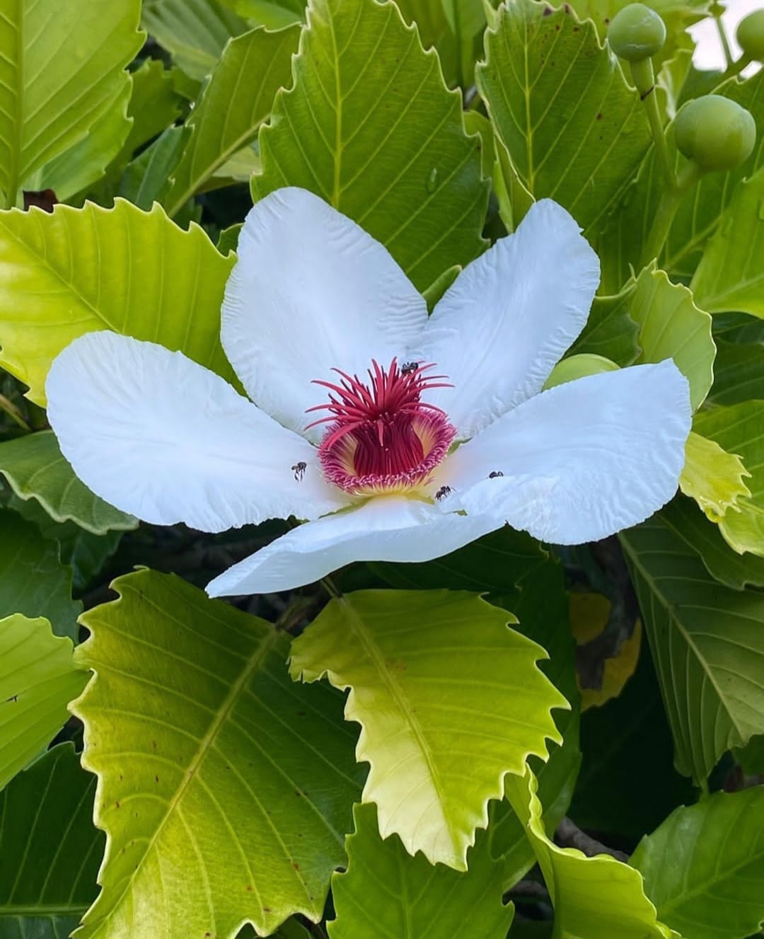Dillenia Philippinensis