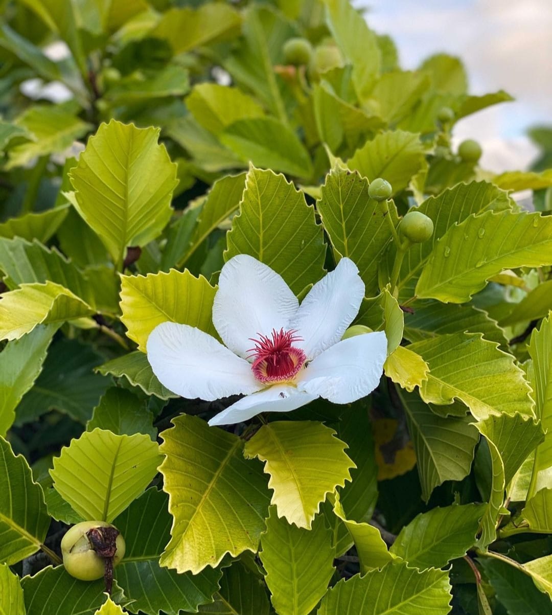 Dillenia Philippinensis
