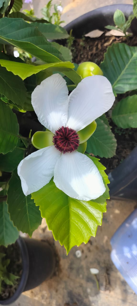 Dillenia Philippinensis