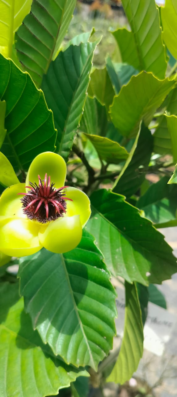 Dillenia Philippinensis