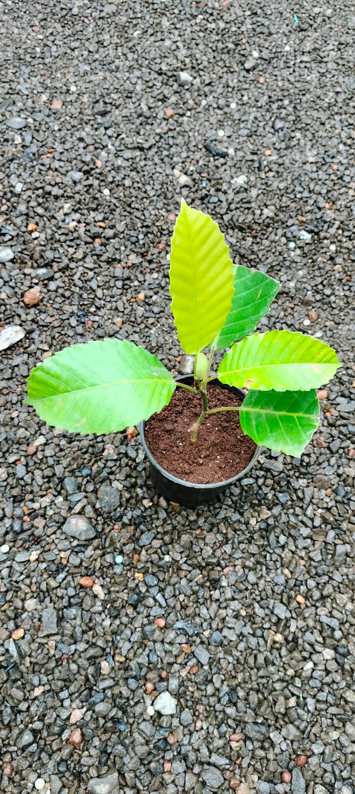 Dillenia Philippinensis