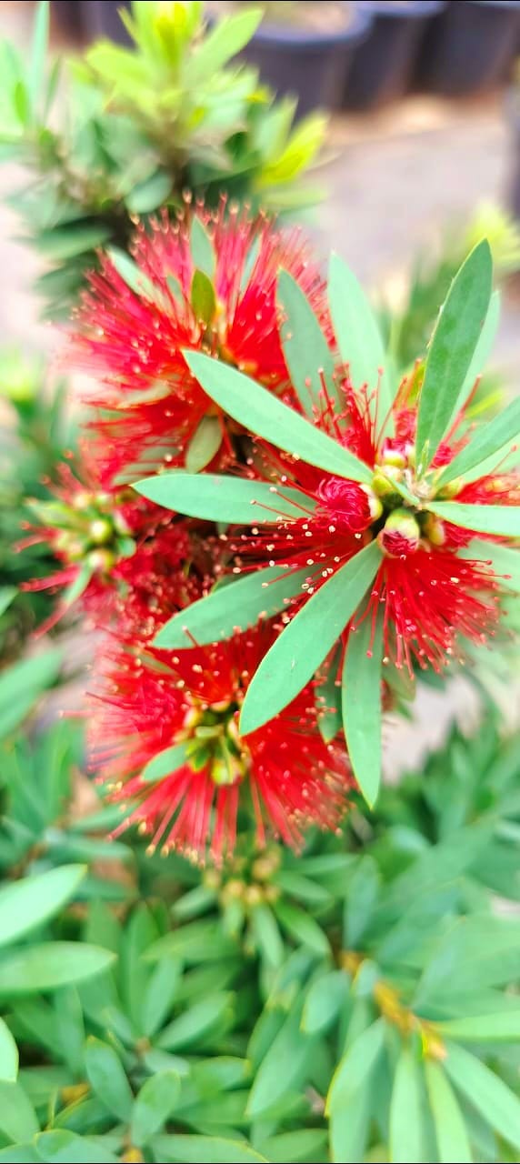 Callistemon 'Little John' (Dwarf Callistemon)