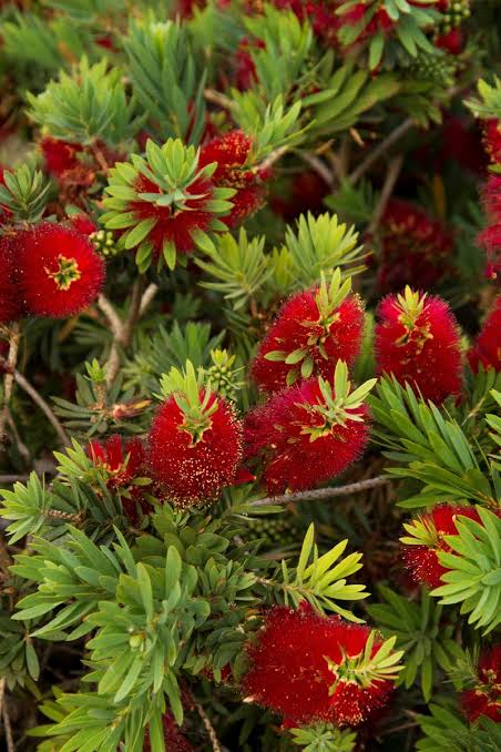 Callistemon 'Little John' (Dwarf Callistemon)