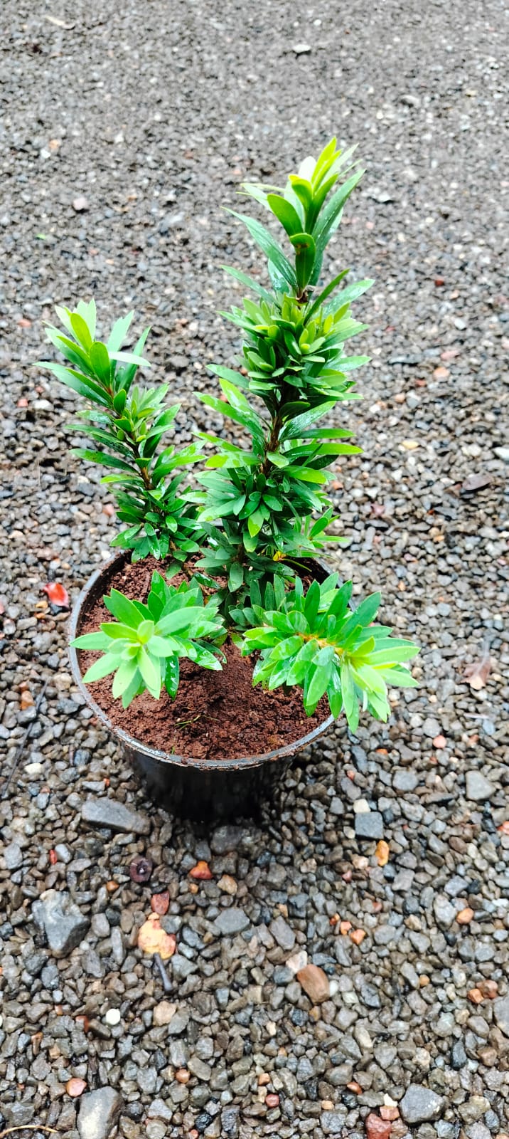 Callistemon 'Little John' (Dwarf Callistemon)