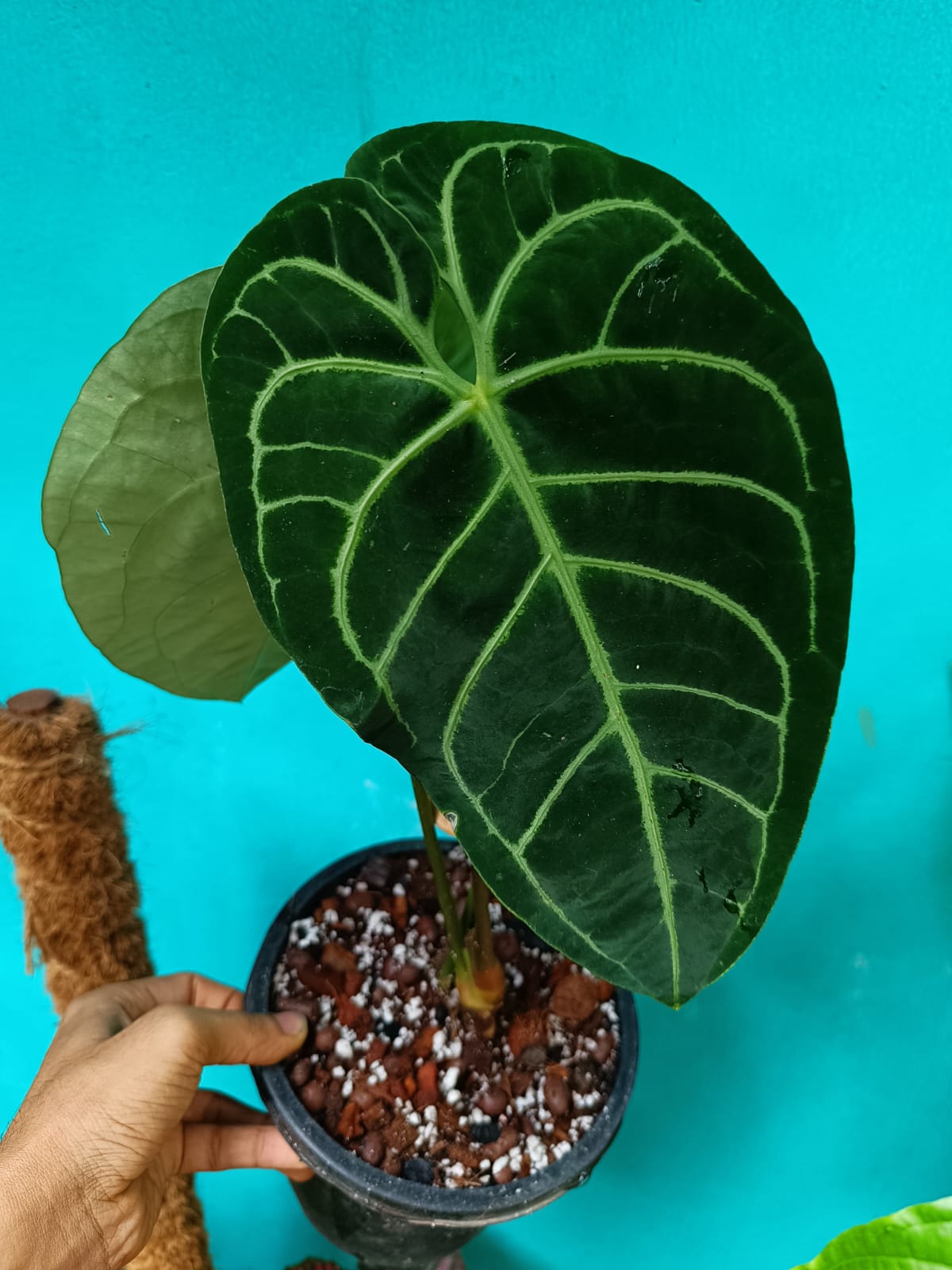 Anthurium Regale Stripes