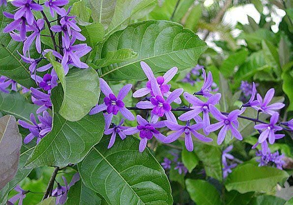 Petrea Volubilis Violet