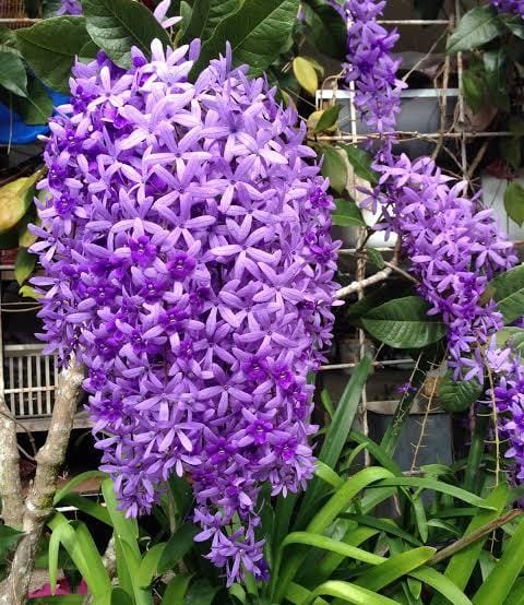 Petrea Volubilis Violet