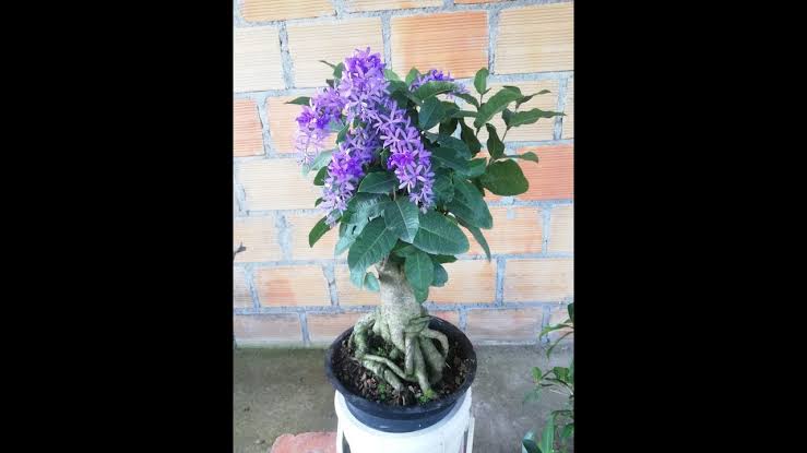 Petrea Volubilis Violet