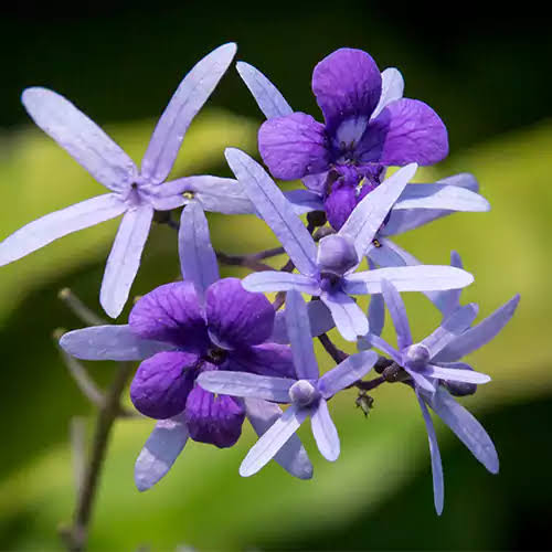 Petrea Volubilis Violet