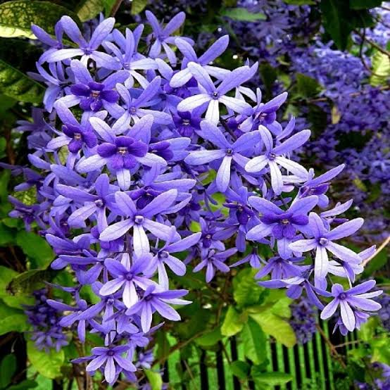 Petrea Volubilis Violet