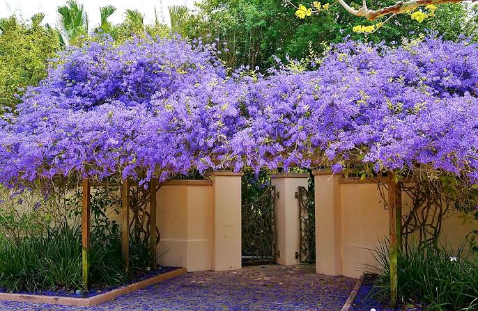 Petrea Volubilis Violet