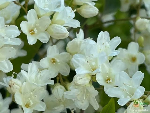 Manimulla/Porana Paniculata