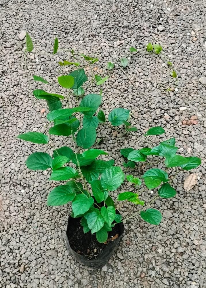 Manimulla/Porana Paniculata
