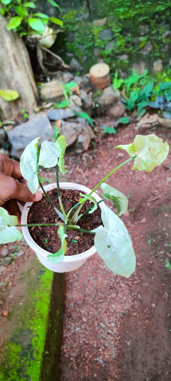 Syngonium Podophyllum Green Splash