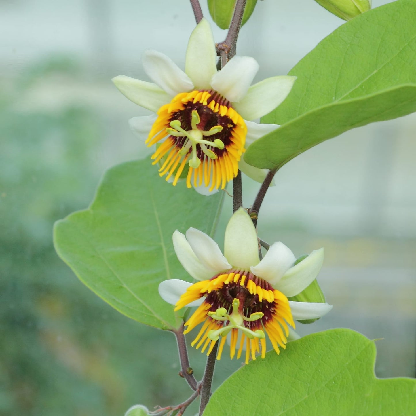 Passiflora Yellow Plant - Passiflora Holosericea, Passion Flower, Krishnakamal