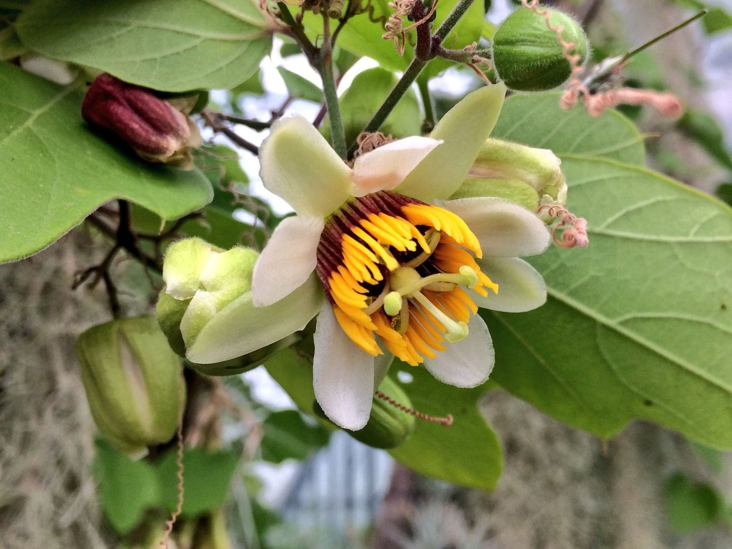 Passiflora Yellow Plant - Passiflora Holosericea, Passion Flower, Krishnakamal