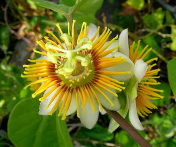 Passiflora Yellow Plant - Passiflora Holosericea, Passion Flower, Krishnakamal