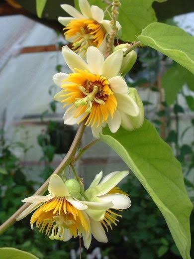 Passiflora Yellow Plant - Passiflora Holosericea, Passion Flower, Krishnakamal