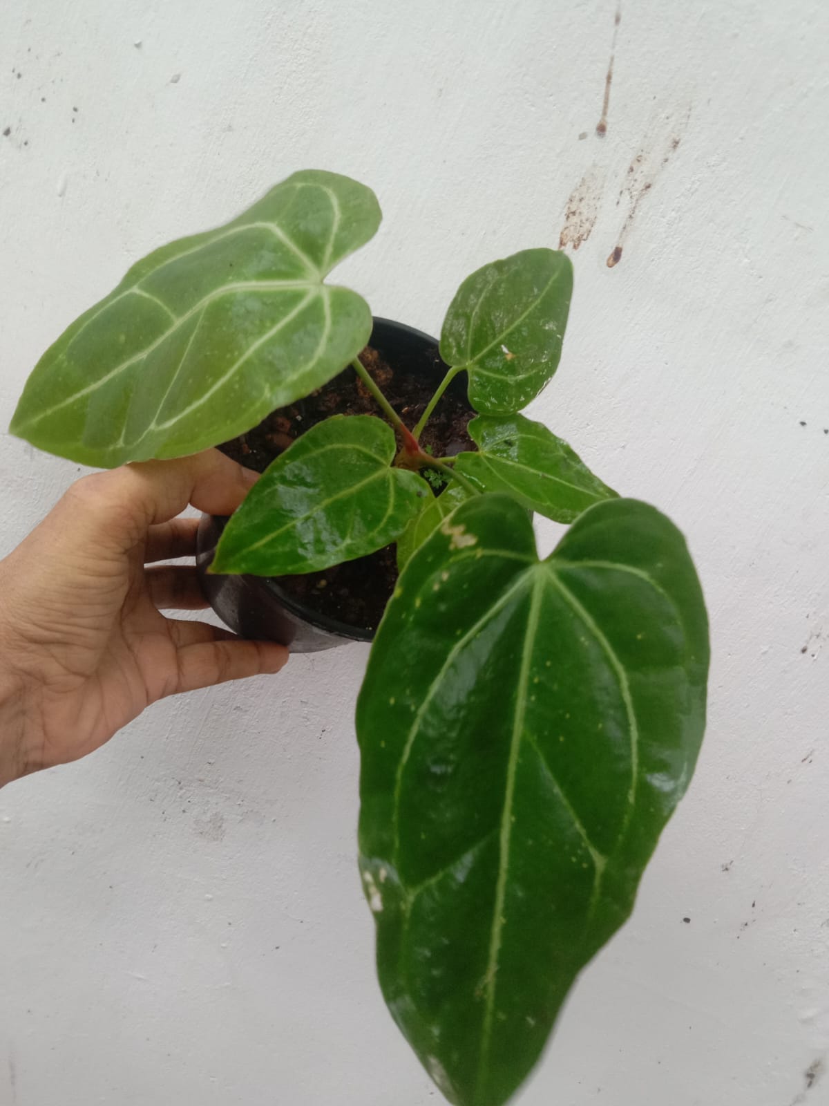 Anthurium Papillilaminum x Magnificum