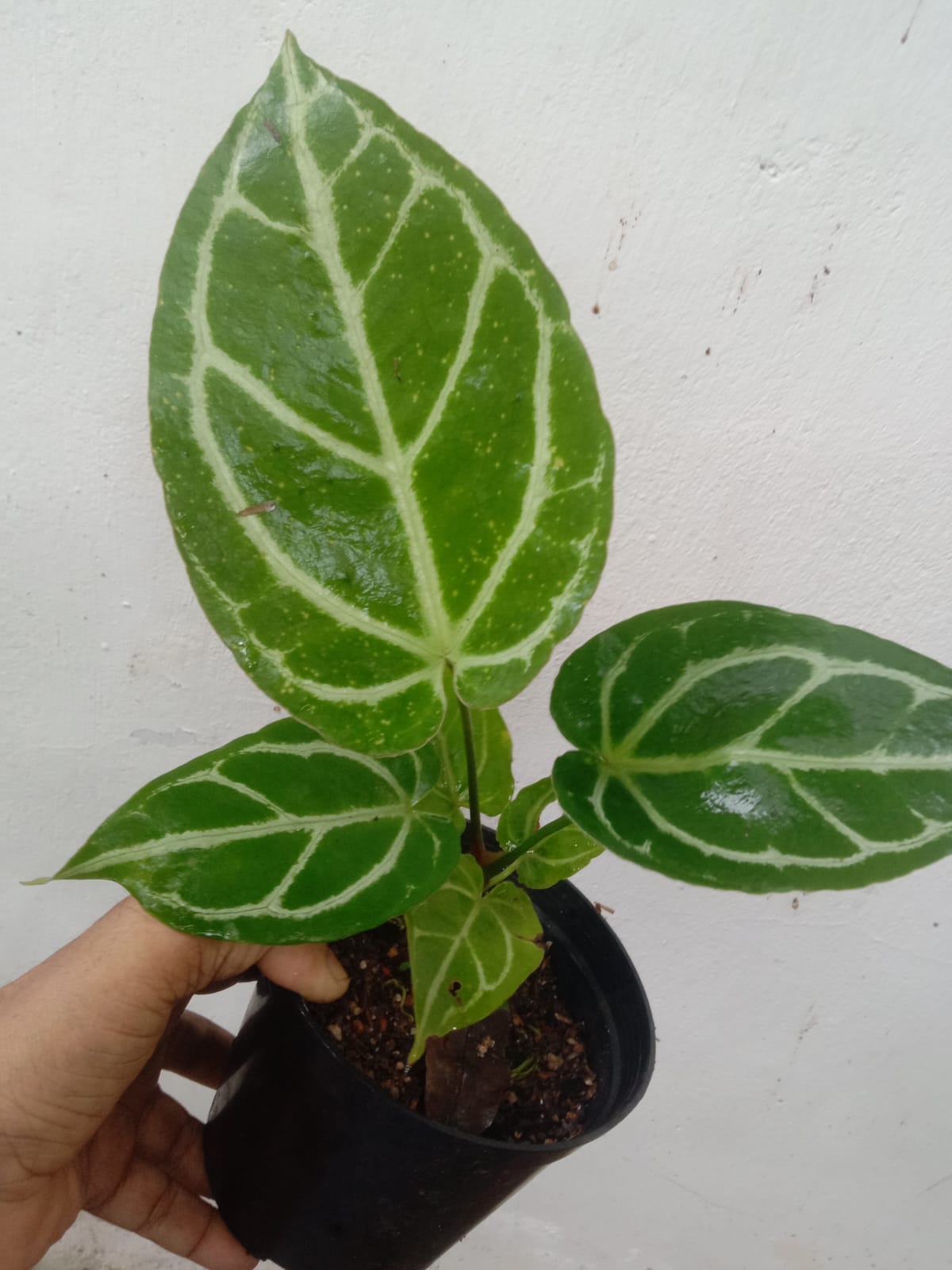 Anthurium Silver Hope x Magnificum Original