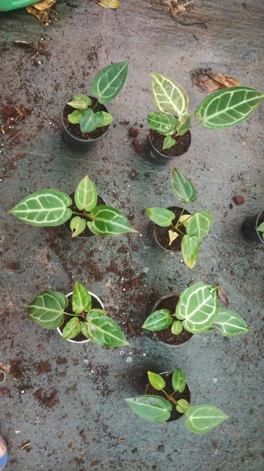 Anthurium Crystallinum Dark Narrow