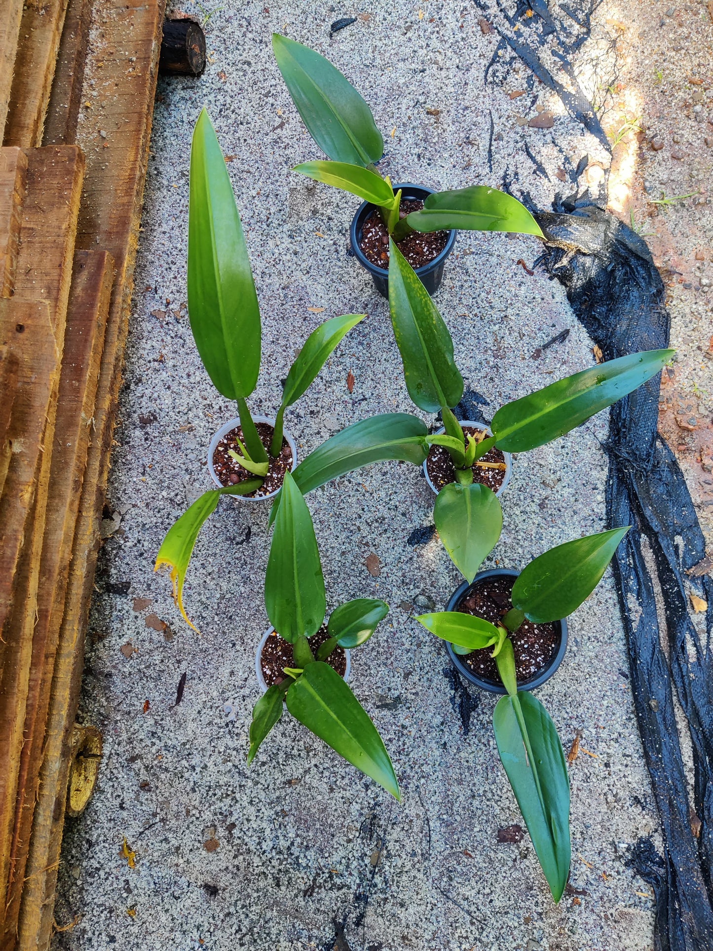 Philodendron Martianum 'Fat Boy'