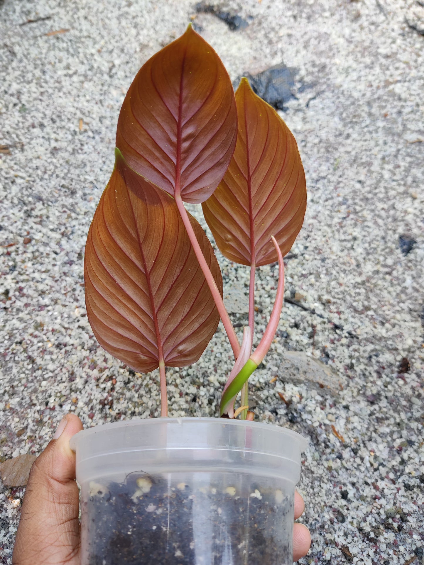 Philodendron Ernestii Red