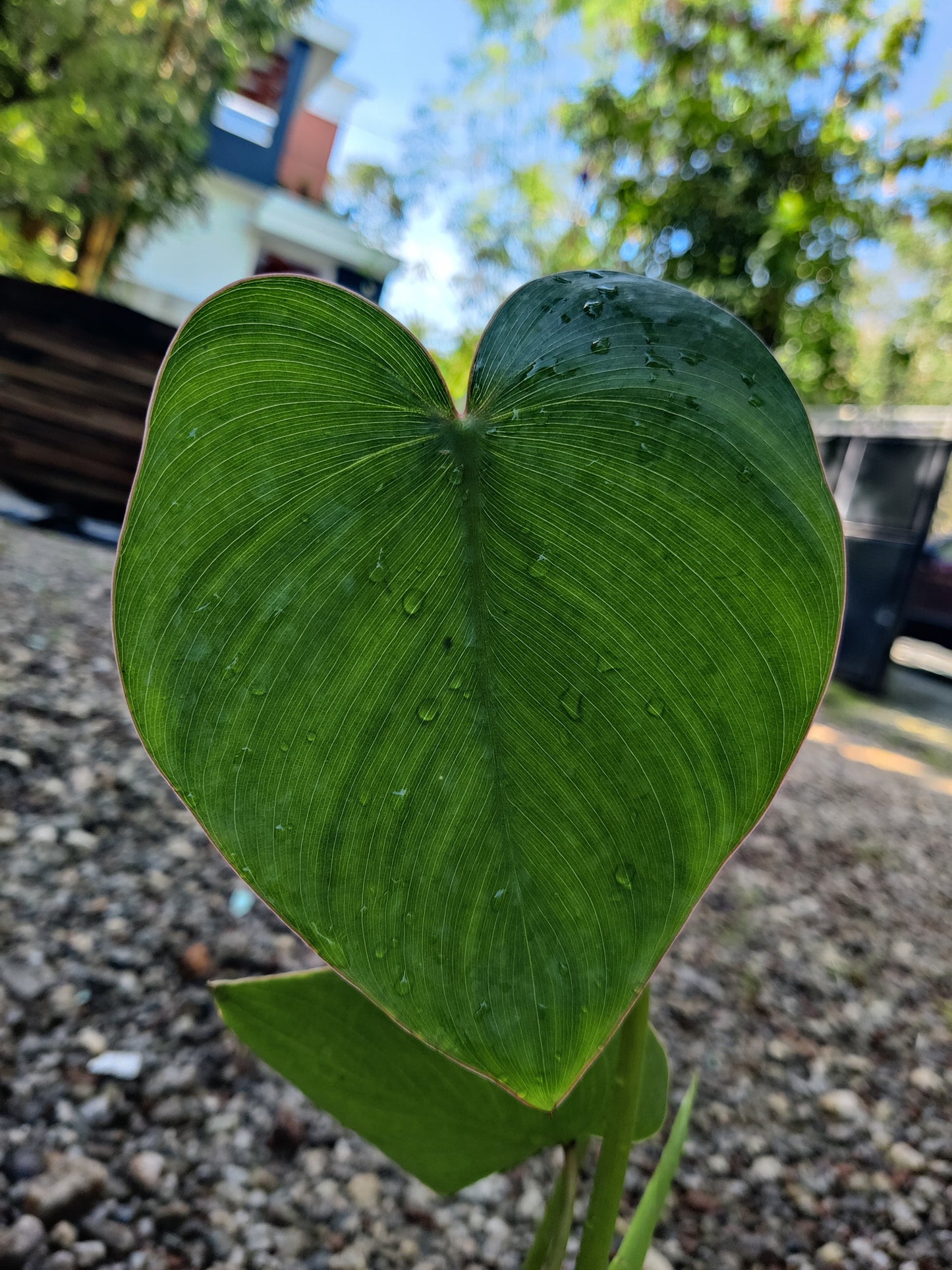 Philodendron Ricardoi