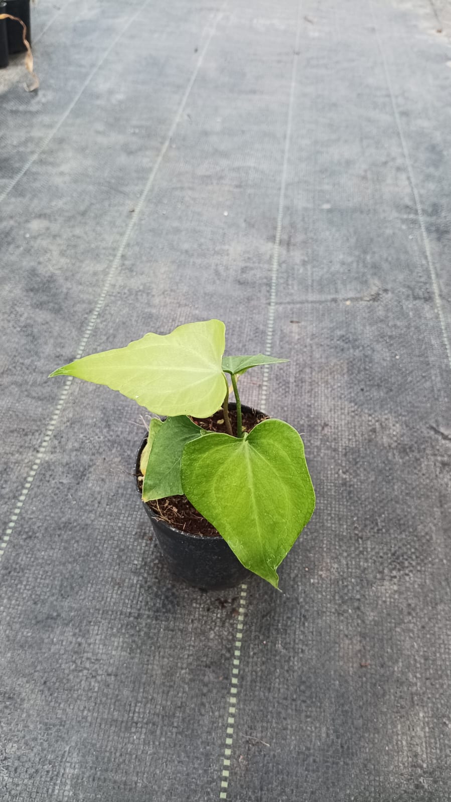 Anthurium Pedatoradiatum 'Juvenile'