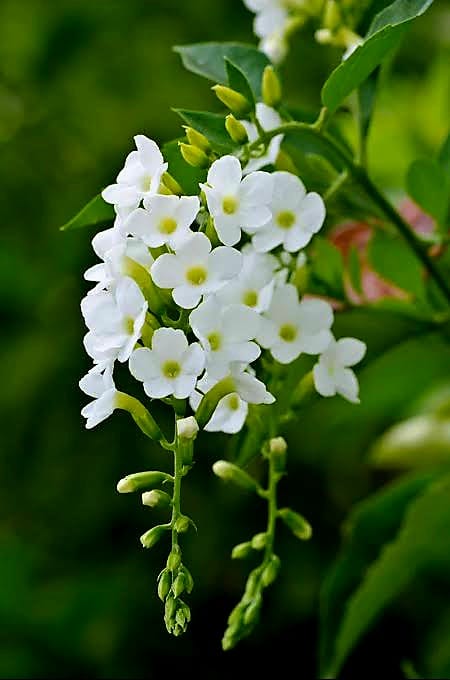 Duranta Erecta 'Alba'/ White Sky Flower/Pigeon Berry/Golden Dew Drop