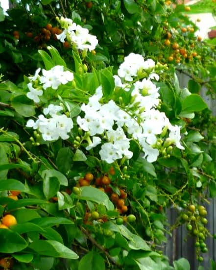 Duranta Erecta 'Alba'/ White Sky Flower/Pigeon Berry/Golden Dew Drop