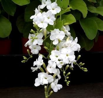 Duranta Erecta 'Alba'/ White Sky Flower/Pigeon Berry/Golden Dew Drop