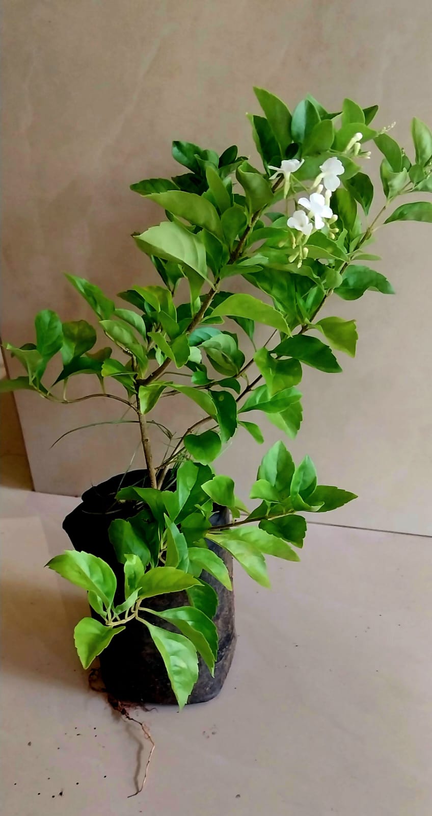 Duranta Erecta 'Alba'/ White Sky Flower/Pigeon Berry/Golden Dew Drop