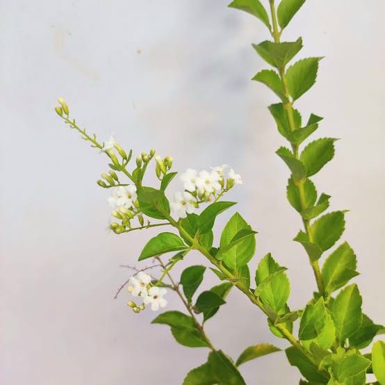 Duranta Erecta 'Alba'/ White Sky Flower/Pigeon Berry/Golden Dew Drop