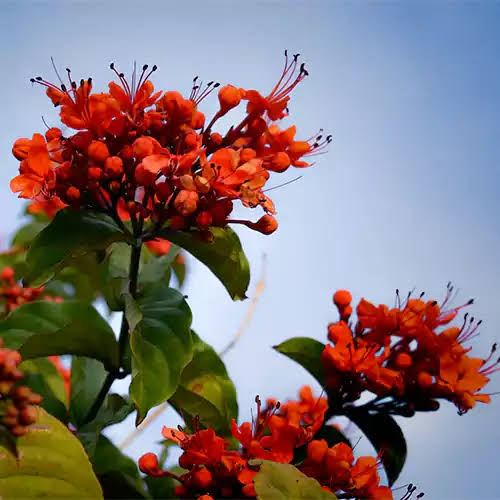 Clerodendrum Splendens/ Flaming Glorybower
