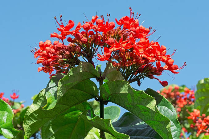 Clerodendrum Splendens/ Flaming Glorybower