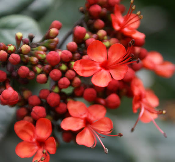Clerodendrum Splendens/ Flaming Glorybower