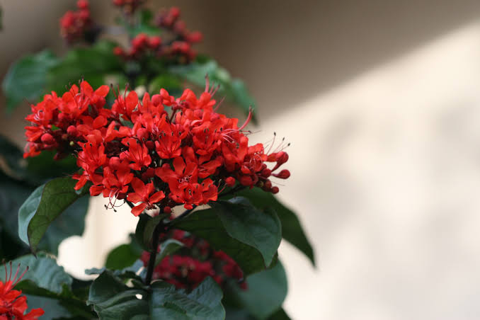 Clerodendrum Splendens/ Flaming Glorybower