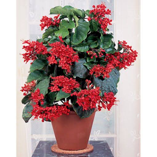 Clerodendrum Splendens/ Flaming Glorybower