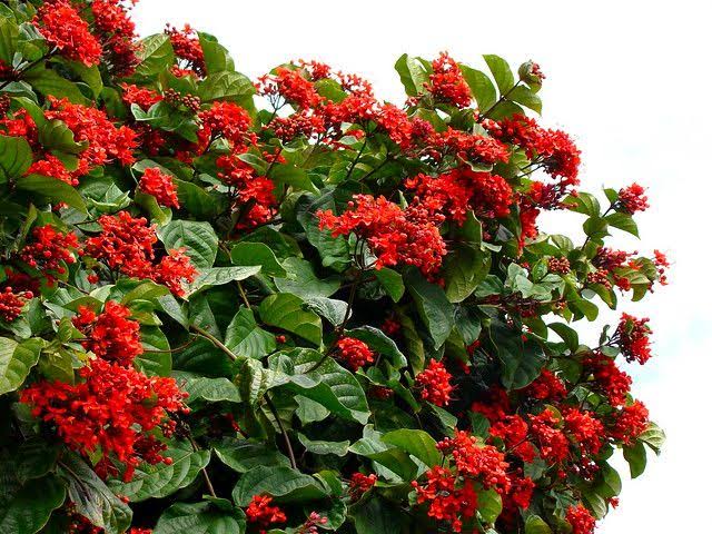 Clerodendrum Splendens/ Flaming Glorybower