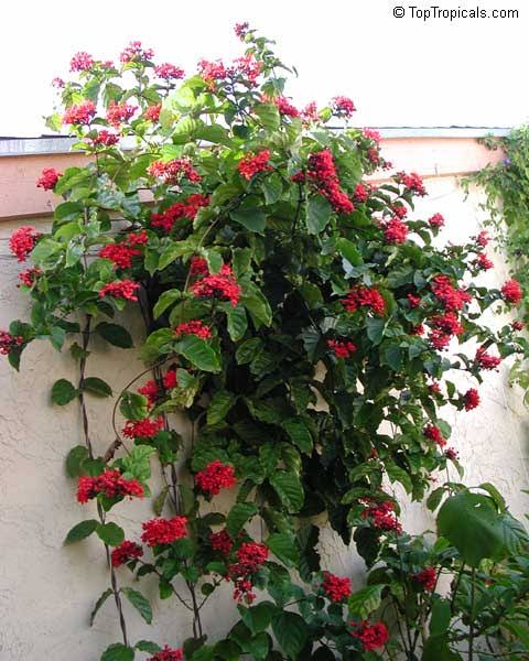 Clerodendrum Splendens/ Flaming Glorybower