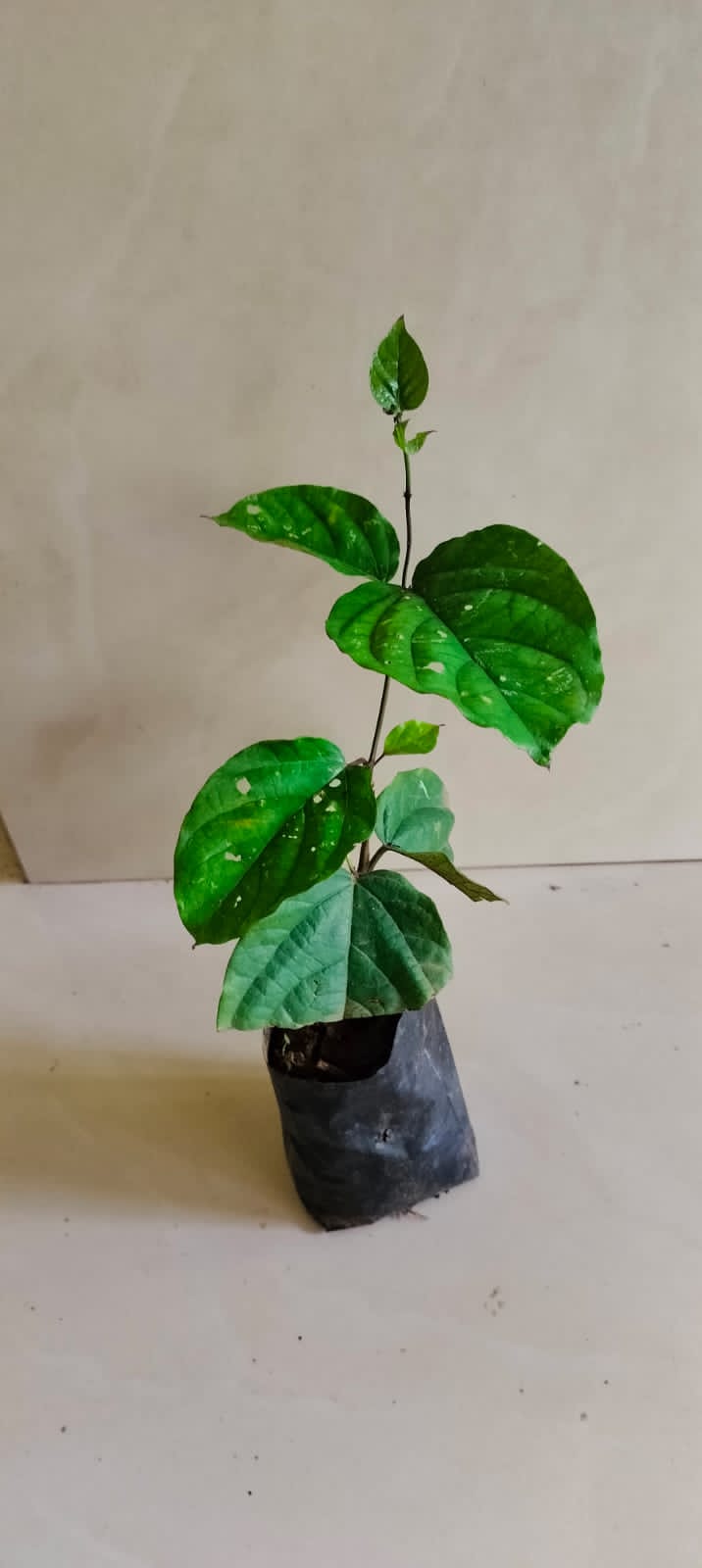 Clerodendrum Splendens/ Flaming Glorybower